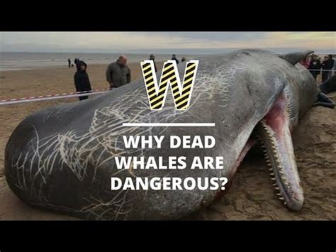 why dead whales are dangerous